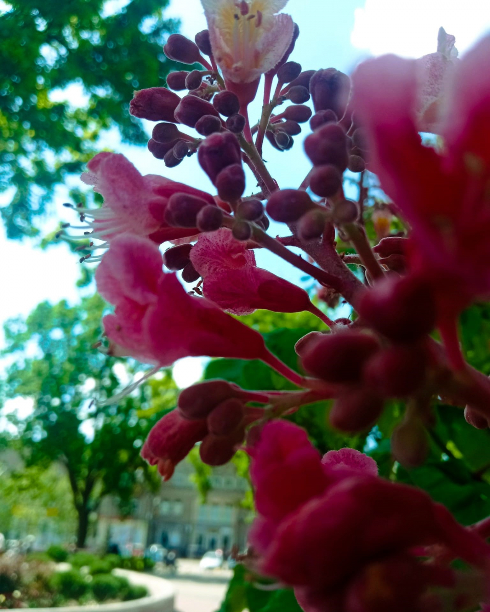 У Запоріжжі квітнуть каштани незвичайного кольору - де їх можна побачити