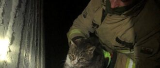 У Запорізькому районі врятували котика, який впав у підвал — ДСНС