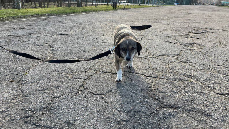 "Цей погляд говорив "Заберіть мене з собою": історія собаки, якого вивезли з прифронтового Оріхова