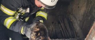 У Запоріжжі врятували котика, який впав у комунікаційний колодязь — ДСНС