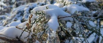 Льодяна кірка на озимих, ожеледиця на дорогах та сніг: прогноз погоди у Запоріжжі та області на 12 січня