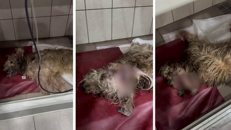 "Собаці було дуже боляче": у Запоріжжі місцевому жителю повідомили про підозру в жорстокому поводженні з твариною