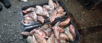 Виловили майже пів тонни риби: на Запоріжжі двоє чоловіків підозрюються у браконьєрстві