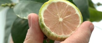 Цитрусовий сад вдома: у Запоріжжі жінка вирощує лимони та апельсини, а паростки дерев продає за донати