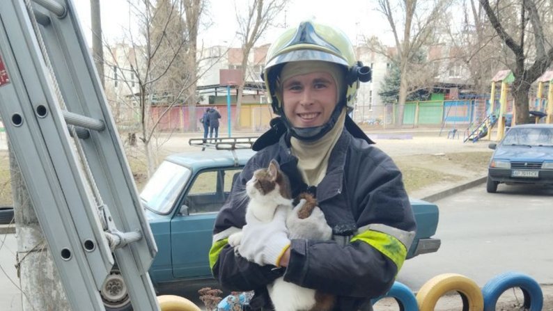 У Запоріжжі врятували котика, який сидів на високому дереві — ДСНС