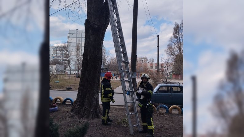 У Запоріжжі врятували котика, який сидів на високому дереві — ДСНС