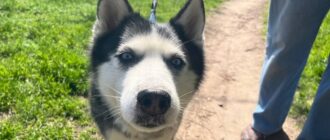 "Вона дуже плакала": у Запоріжжі врятували собаку Бетті, яка дістала поранень внаслідок обстрілу армією РФ Оріхова