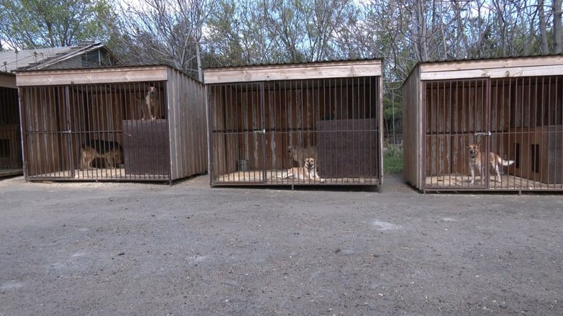 "Вони теж заслуговують на любов": у Запоріжжі зооволонтери рятують тварин з-під обстрілів
