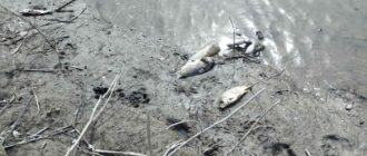 У Запоріжжі виявили снулу рибу: ймовірна причина — забруднення Дніпра нафтопродуктами після обстрілу РФ 22 березня