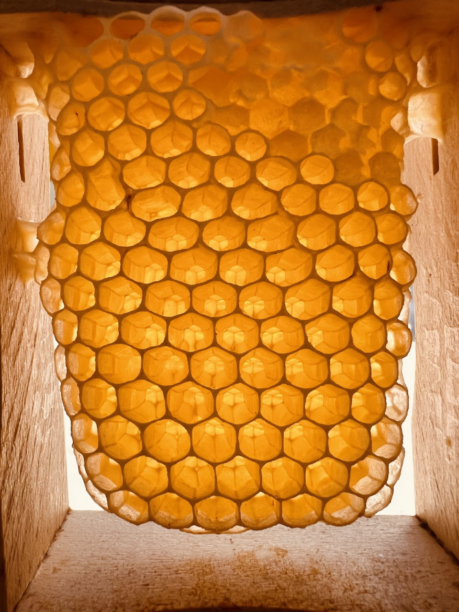 "Бджоли - це любов" - як запоріжець розвиває власну пасіку під час війни (фото)
