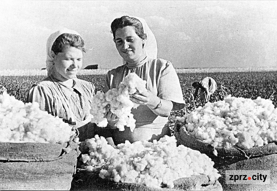 Бідні корови - убогим селам на Запоріжжі радянська влада нав’язувала рис і бавовник