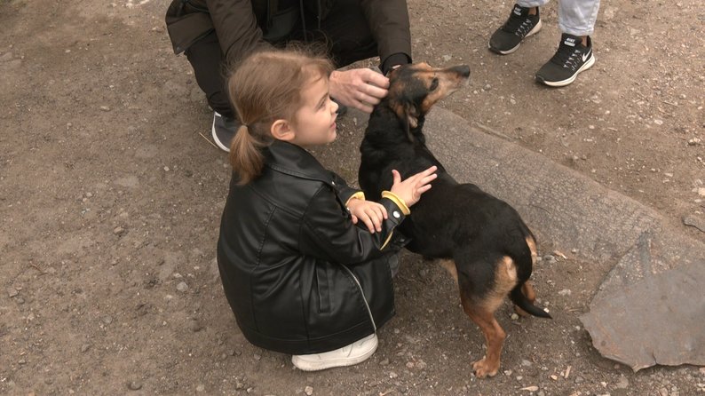 "Я хочу, щоб усі були нагодовані": п'ятирічна запорізька волонтерка допомагає безпритульним тваринам
