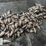 Виловили риби на три мільйони гривень – у Запорізькому районі затримали двох чоловіків