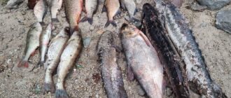 Червонокнижні осетри: у Запоріжжі затримали чоловіка, який ловив рибу, що перебуває під загрозою зникнення