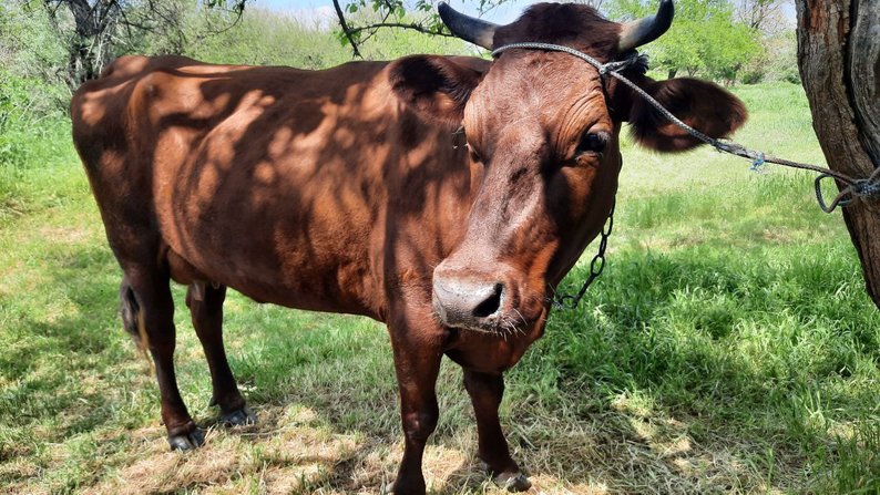 "Це моє захоплення. Це моє заспокійливе": історія ветерана війни із Запоріжжя, який розводить худобу