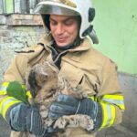 У Запоріжжі врятували котика, який застряг на дереві