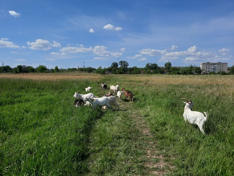 Доглядає за півсотнею кіз, яких віддали люди – в Оріхові пенсіонер опікується тваринами