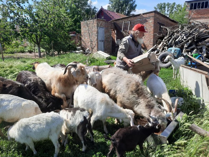 Доглядає за півсотнею кіз, яких віддали люди – в Оріхові пенсіонер опікується тваринами