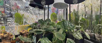 Фітолампи для рослин - як вибрати якісний прилад