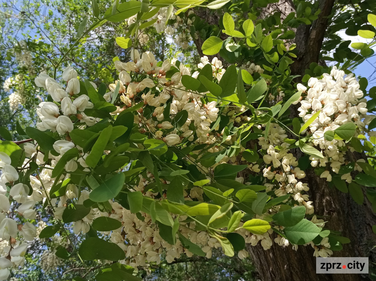 Як виглядає головний парк Запоріжжя на початку травня - фото