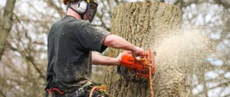 Обрізка аварійних дерев у Запоріжжі – куди звертатись містянам за допомогою