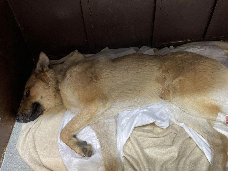 Собаку військового ЗСУ, якого викинули з висоти в Запоріжжі, прооперували в Дніпрі (фото)