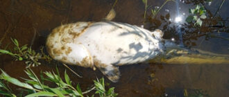 У річці Дніпро в Запоріжжі зафіксували загибель риби - в чому причина