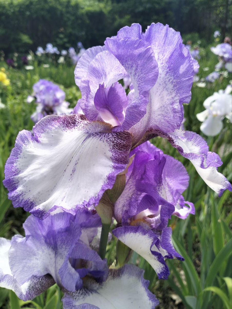 У запорізькому ботанічному саду чарівно квітнуть іриси - фото