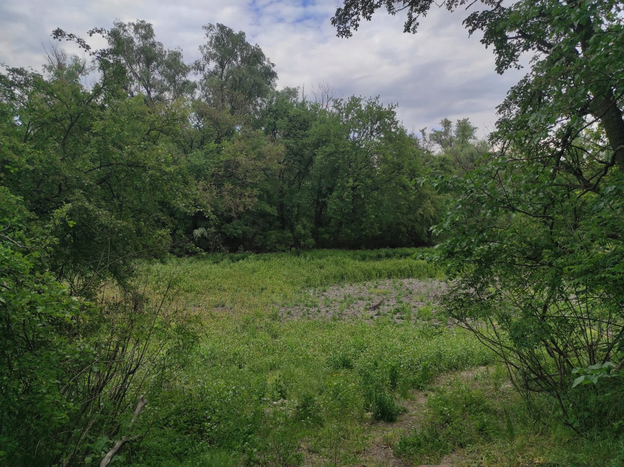 Все позеленіло, а води майже немає – як виглядають хортицькі плавні на початку травня (фото)