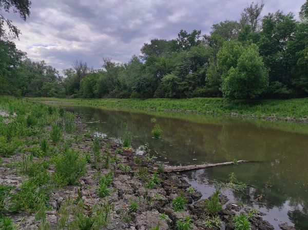 Все позеленіло, а води майже немає – як виглядають хортицькі плавні на початку травня (фото)