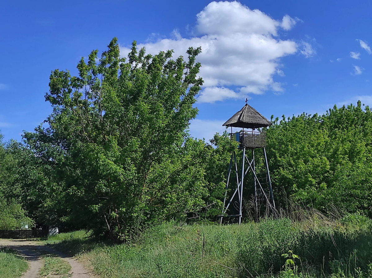 Все позеленіло, а води майже немає – як виглядають хортицькі плавні на початку травня (фото)