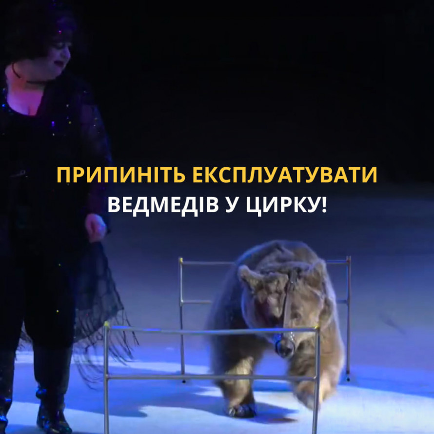 Заборонено законом - у Запорізькому цирку червонокнижного ведмедя використовують у виставах