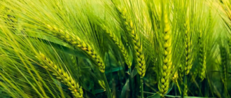 Сценарии развития аграрного рынка: прогнозы на рынке ячменя в Украине