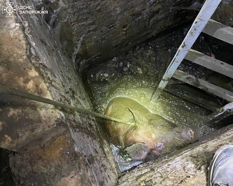 Дістали з вигрібної ями – у Запорізькому районі рятувальники допомогли свійській тварині (фото)