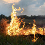 Лісосмуги палатимуть частіше – у Запорізькій області від початку року сталося вже більше тисячі пожеж (відео)
