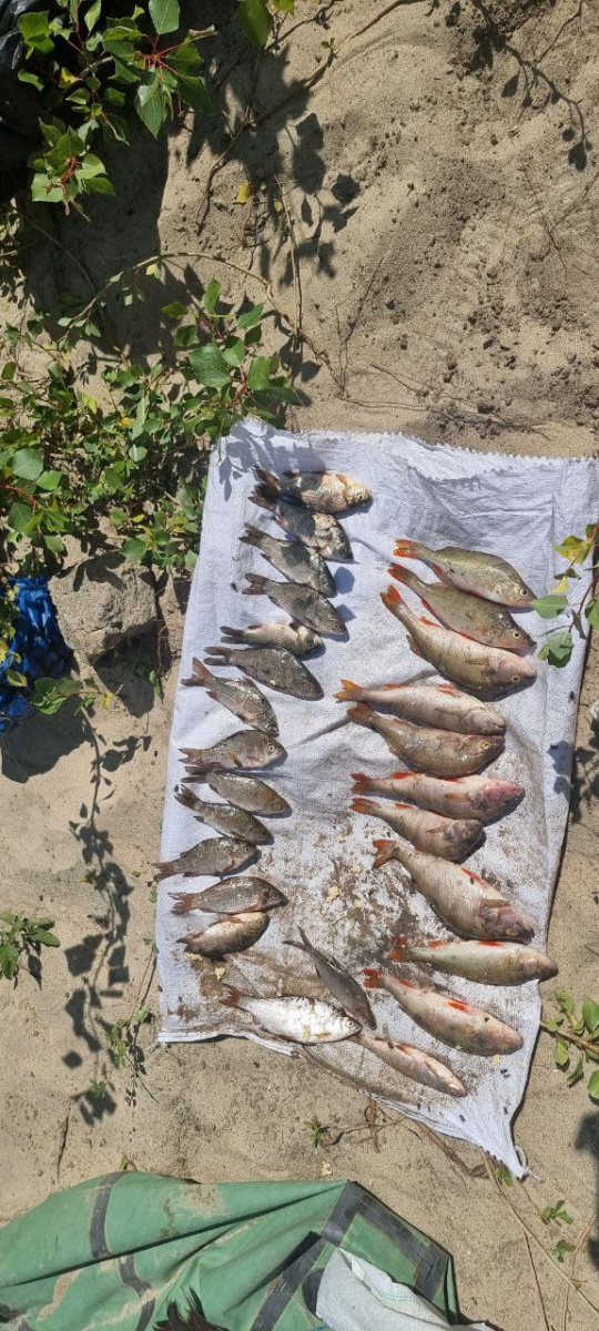 Наловив риби на пів мільйона - у зоні абсолютної заповідності на Хортиці спіймали браконьєра (фото)