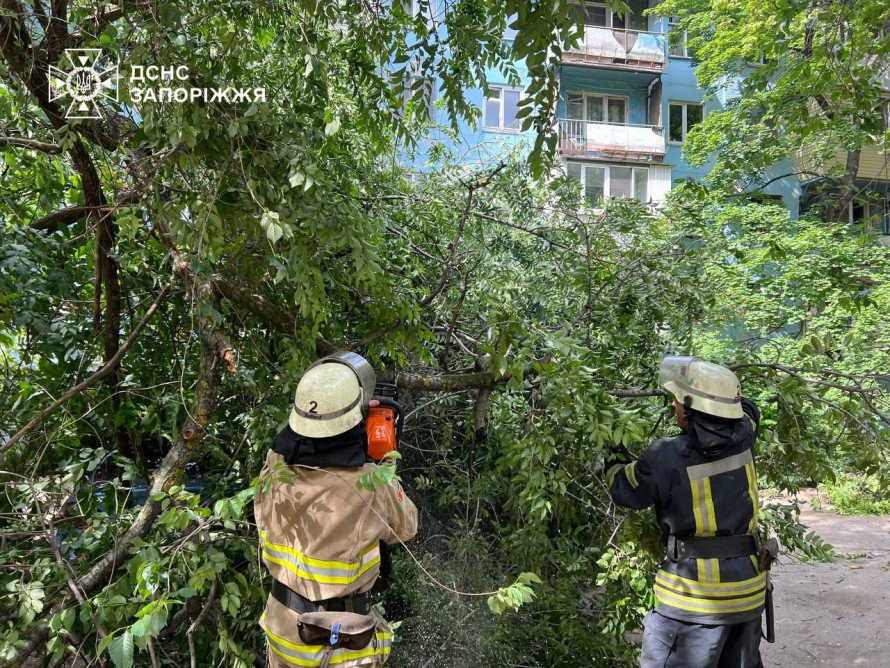 У Запоріжжі дерево впало на машину – знадобилась допомога рятувальників