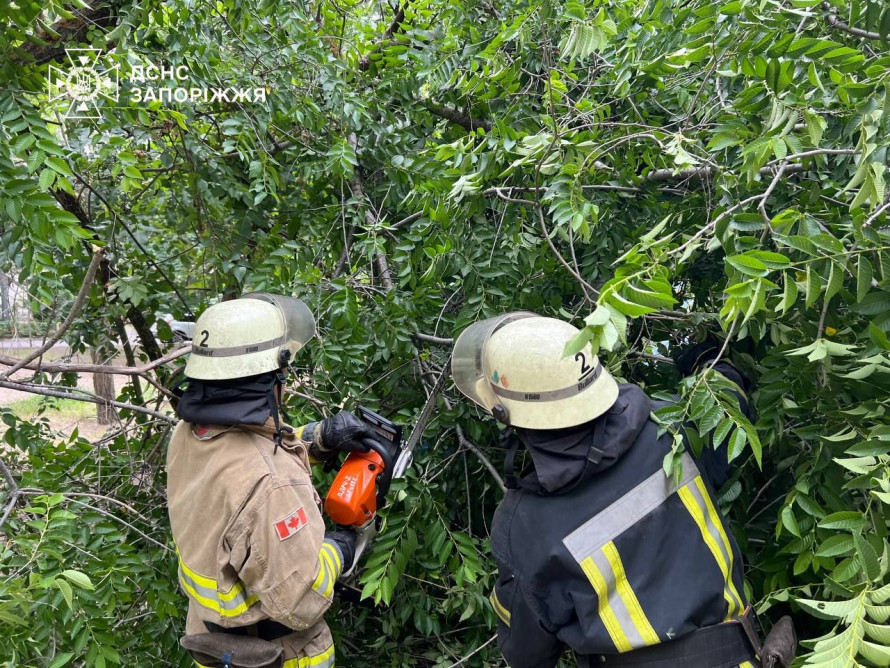 У Запоріжжі дерево впало на машину – знадобилась допомога рятувальників