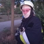У Запоріжжі врятували котика, який заліз на дерево