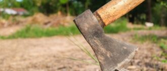 Зрубали дерева у дворі - у Запоріжжі керівників ОСББ хочуть притягнути до відповідальності