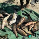 На 500 тис. грн незаконно наловив риби та намагався дати хабаря поліцейським: у Запоріжжі виявили порушника