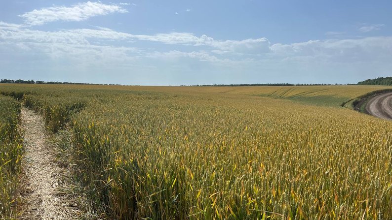 Надзвичайна пожежна небезпека та температура повітря до +39°C: якою буде погода у Запоріжжі 15 липня