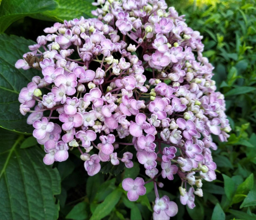 Фантастичні кольори – у запорізькому ботанічному саду розцвіли чарівні квіти (фото)
