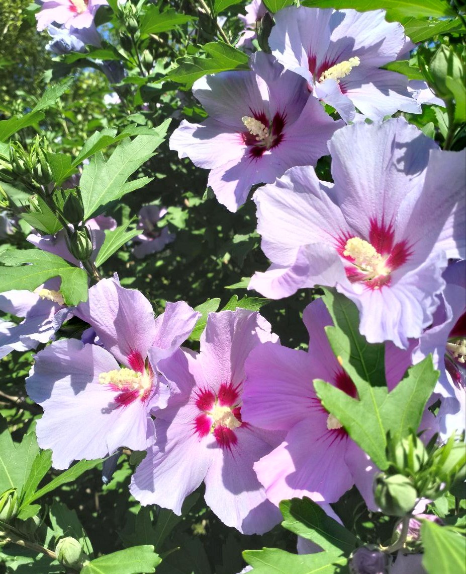 Фантастичні кольори – у запорізькому ботанічному саду розцвіли чарівні квіти (фото)