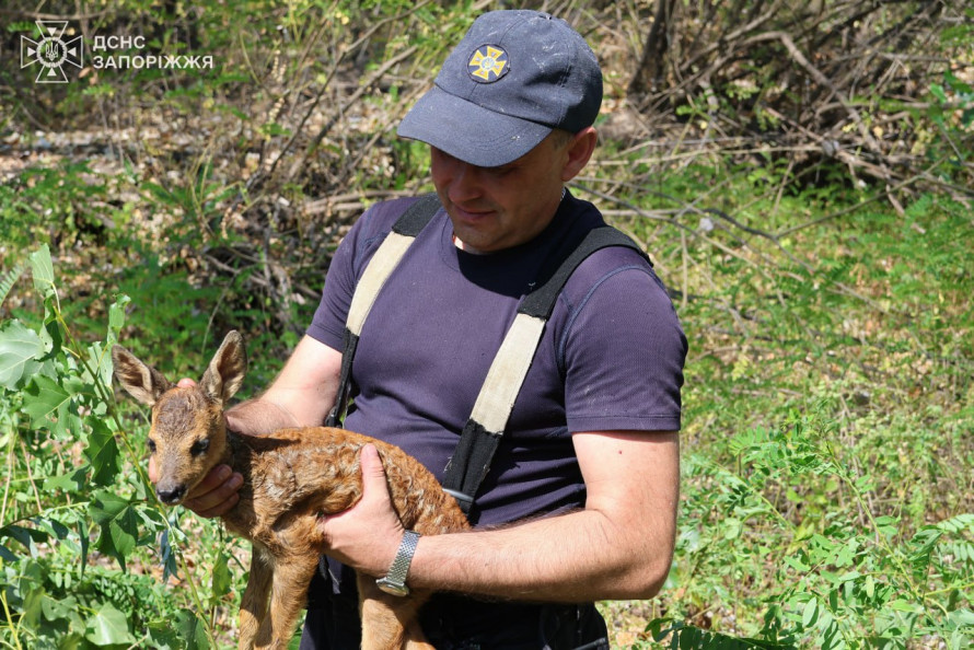 Під час пожежі на Хортиці надзвичайники врятували дику козулю (фото)