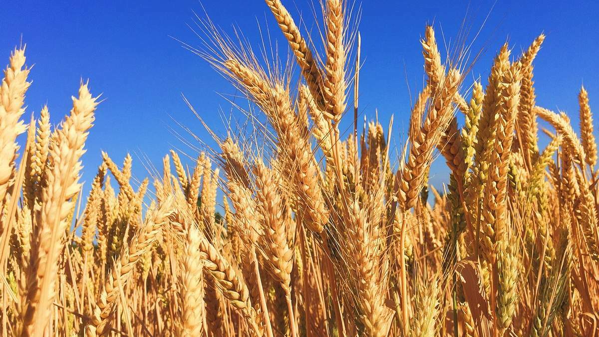 Попри обстріли та пожежі - у Запорізькій області цьогоріч планують зібрати 250 тисяч тонн пшениці