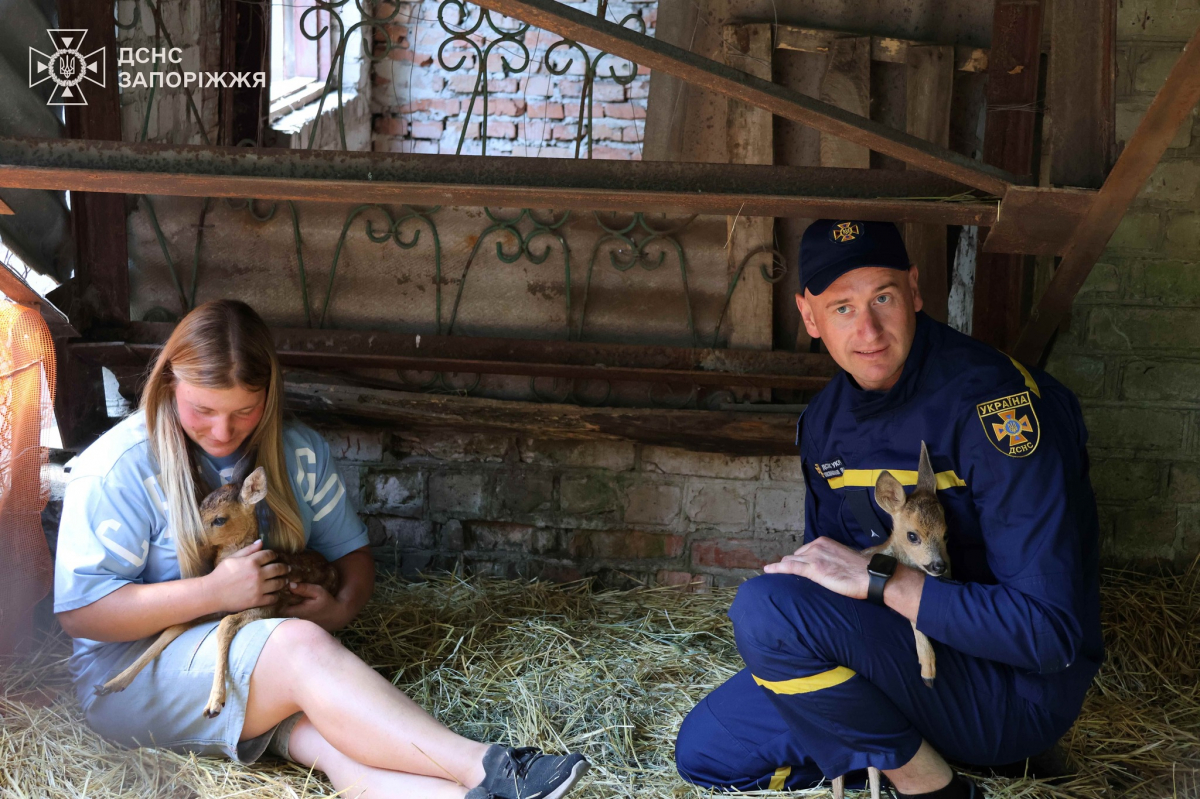 Тваринка лежала у згорілій траві нерухомо - надзвичайники розповіли нові подробиці про врятованих під час пожежі на Хортиці козуль