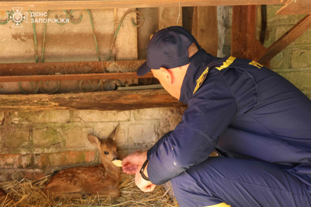 Тваринка лежала у згорілій траві нерухомо - надзвичайники розповіли нові подробиці про врятованих під час пожежі на Хортиці козуль