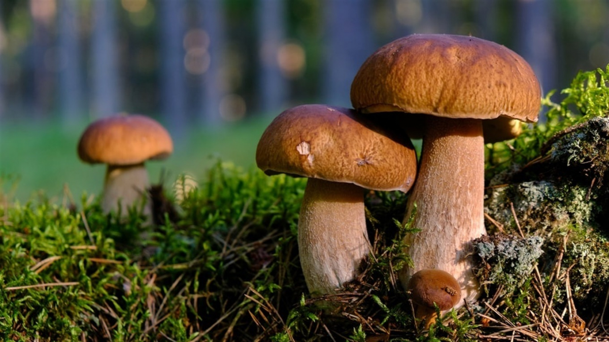 У Запоріжжі двоє дітей отруїлися грибами - подробиці