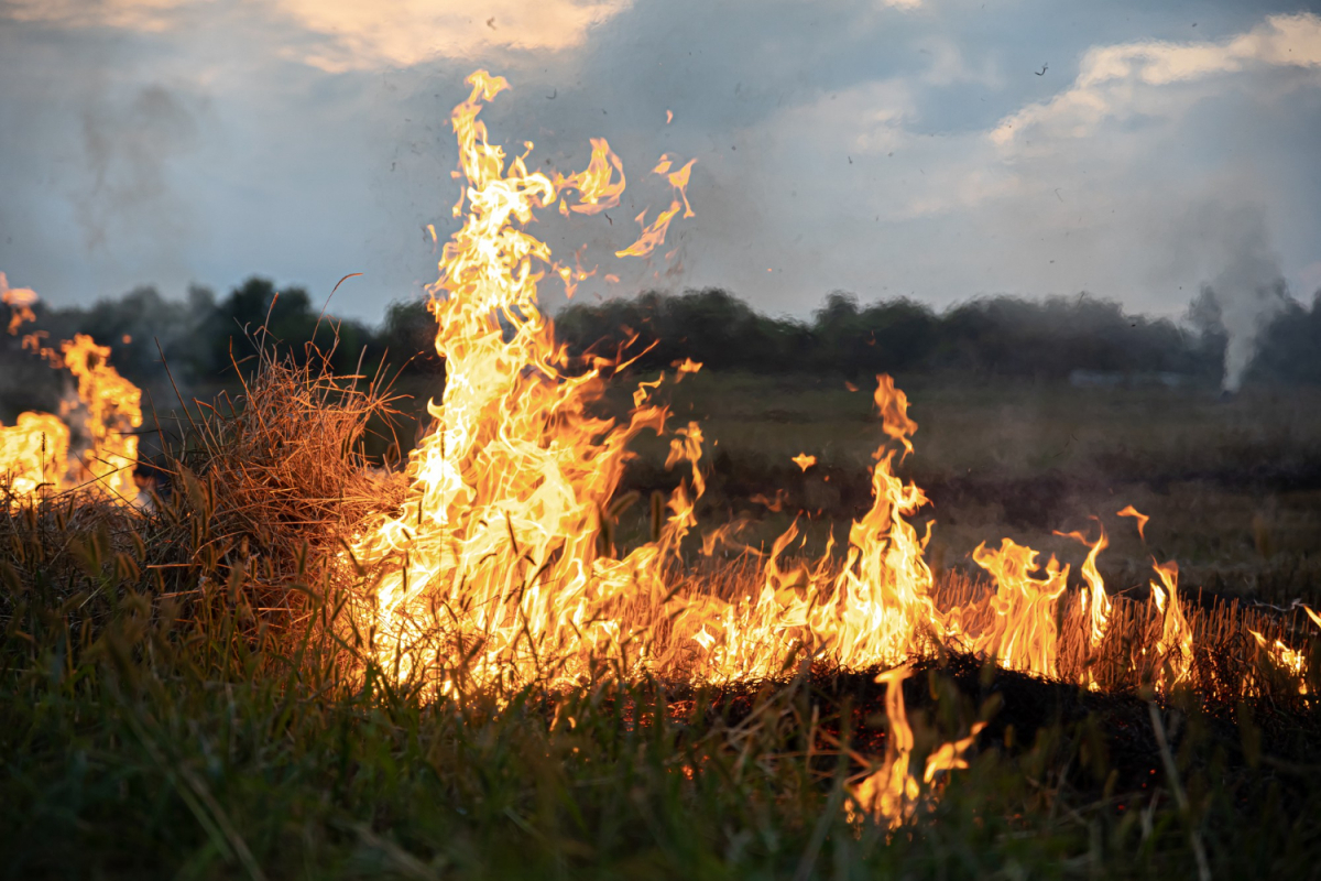 Вигоріло близько трьох гектар землі – на Запоріжжі рятувальники ліквідували масштабну пожежу